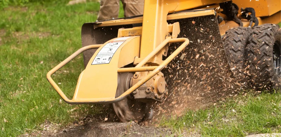Stump Grinding & Removal Stump Grinding & Removal