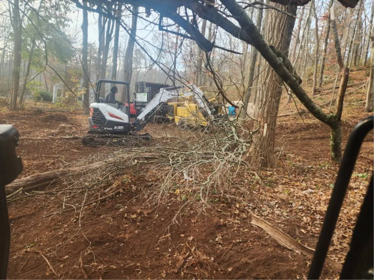 Tree Services in Glastonbury, CT