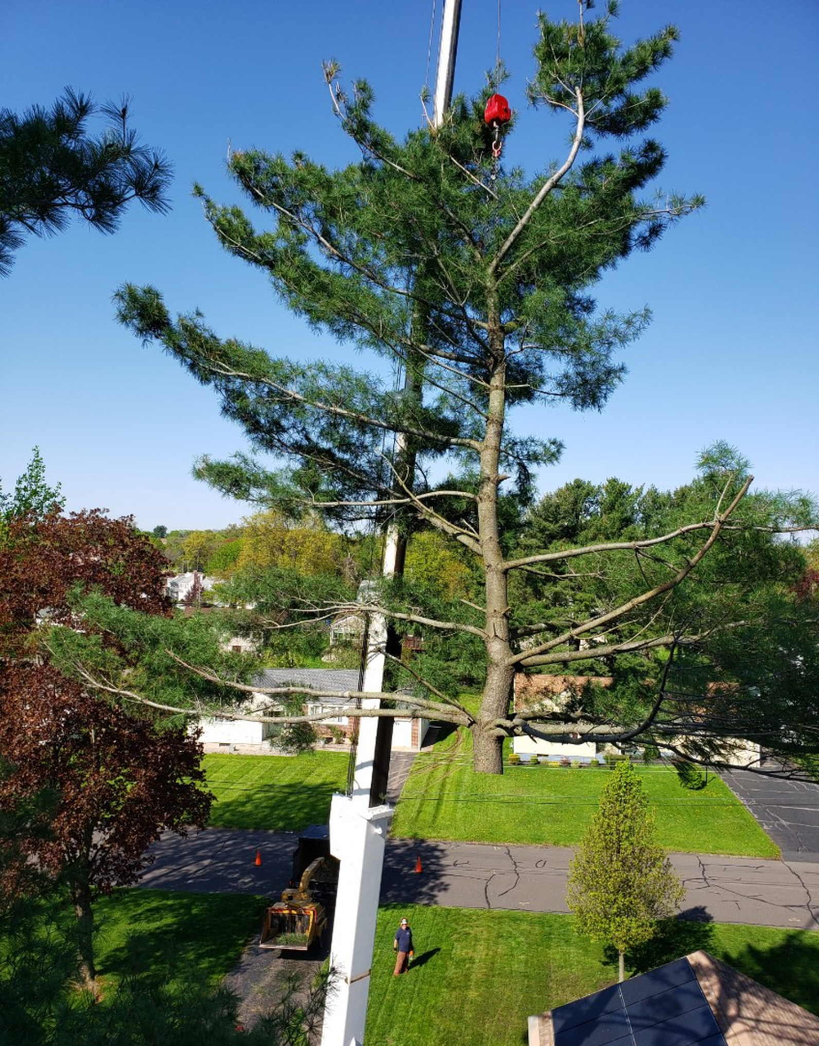 A large pine tree is being removed by a crane, with a man and a wood chipper on the ground below.